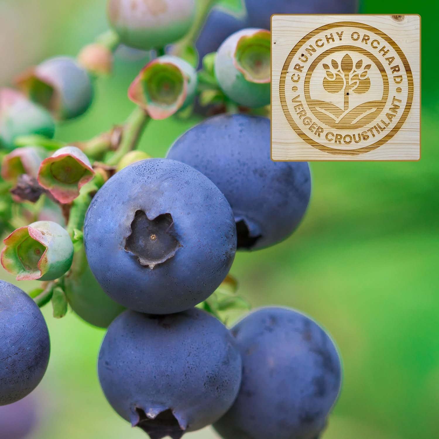 Freeze-Dried Whole Blueberries - Image 4